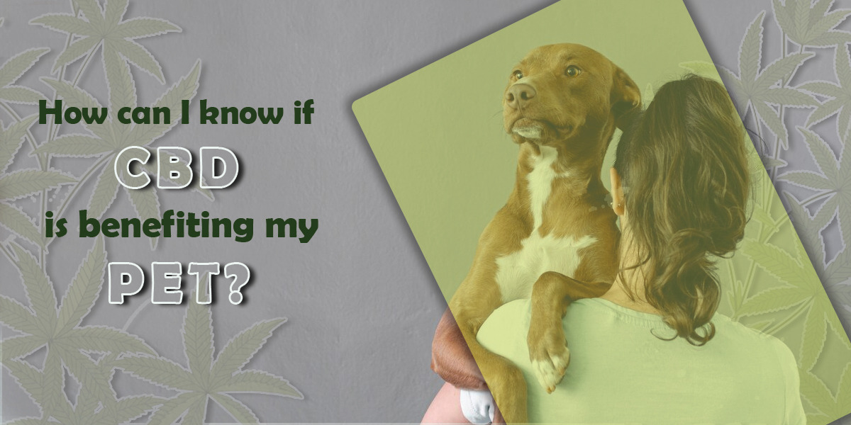 cbd oil for dogs India